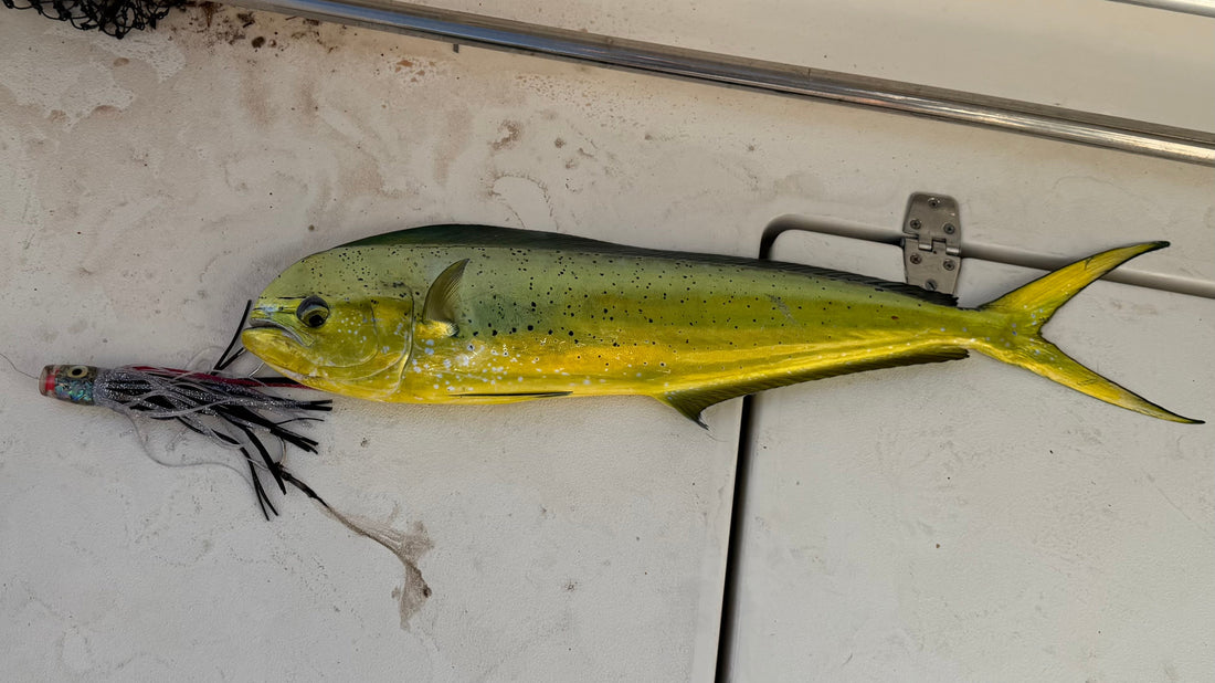 Mahi with lure in mouth