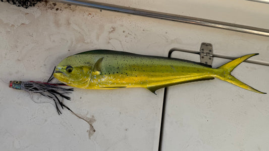 k2fishing lure catch a mahi.  best offshore lure