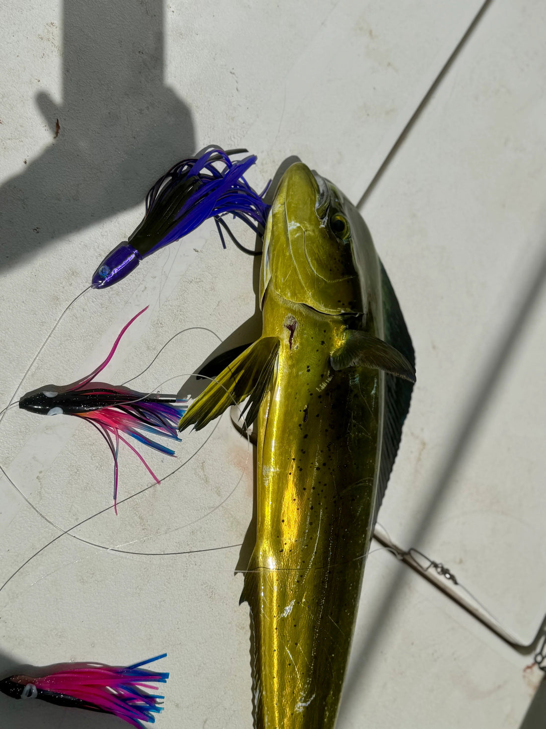 fish that lures birds BLUEWING Deluxe Trolling 650lbs Through Wire Fishing Teaser 7.28in Lure for Tuna Marlin Mahi, Black/Purple, Only for Making Spreader Bars : Sports & Outdoors and they are well worth running in front of your trolling feathers and jigs Trolling "birds" are a killer