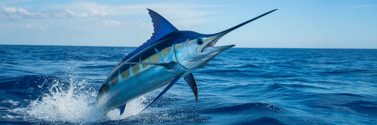 Offshore fishing for big game marlin.