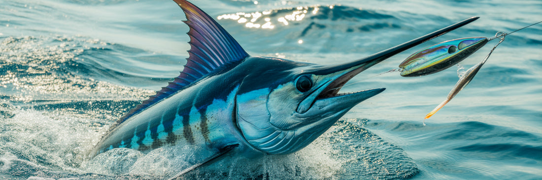 Blue marlin striking abalone fishing lure.