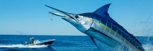 Marlin hooked on offshore trolling lure