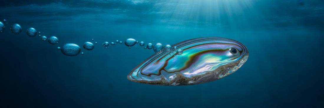 Abalone resin lure trolling in the ocean.