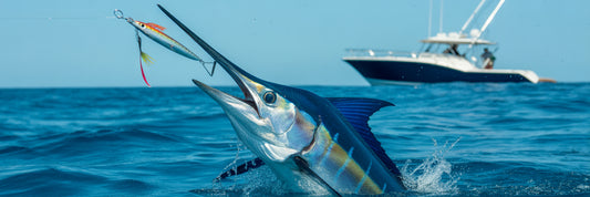 Marlin striking an offshore trolling lure.