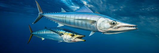 Wahoo chasing a high-speed lure