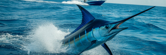 Massive blue marlin jumping near boat.
