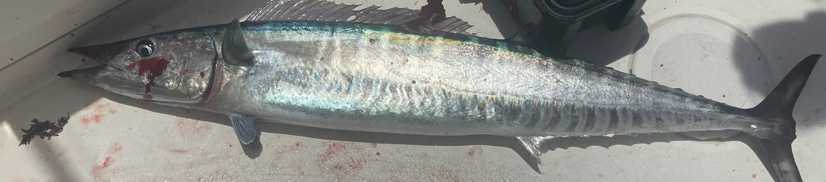 a large wahoo