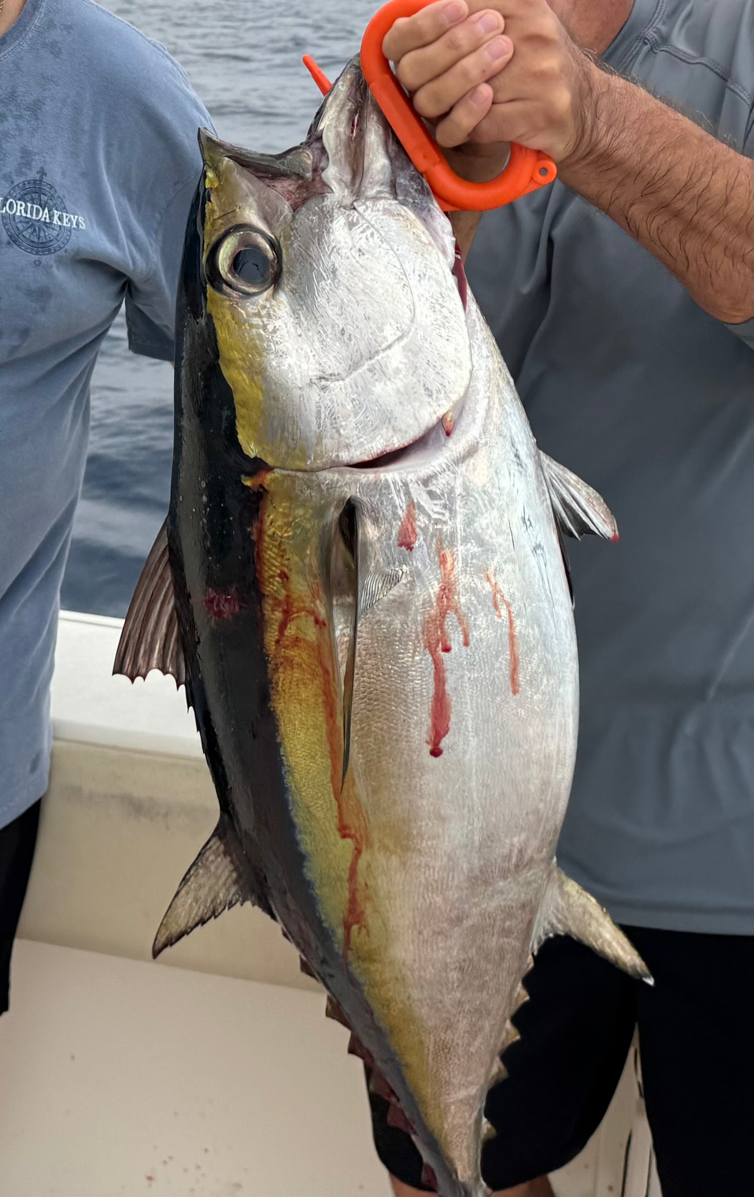 Freshly caught yellowfin tuna held on a boat, offshore fishing with trolling lure visible.