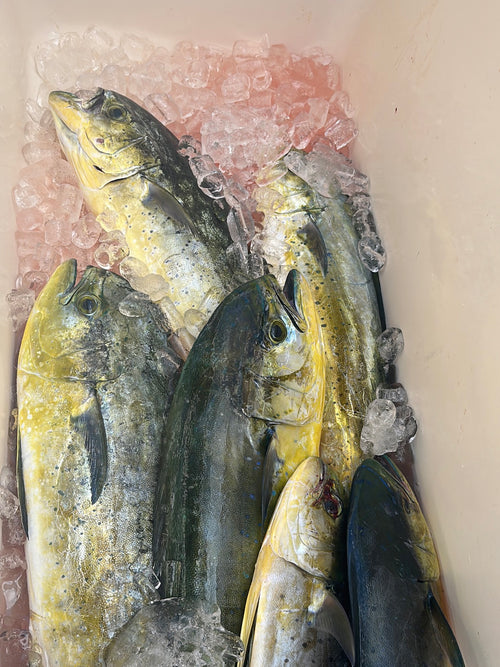 Rigged K2 Fishing saltwater lure for offshore trolling
