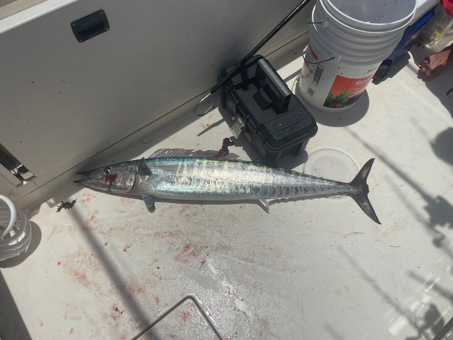 Freshly caught wahoo fish lying on a boat deck with fishing gear nearby