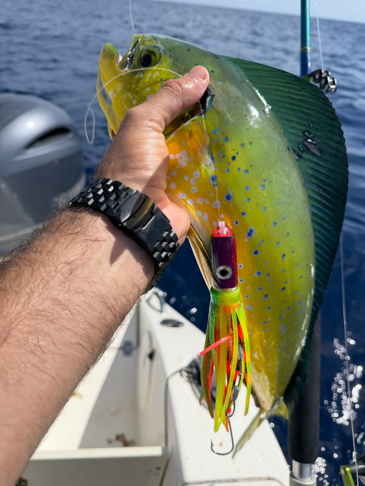 Mahi
